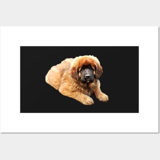 Leonberger Fluffy Puppy Dog Posters and Art